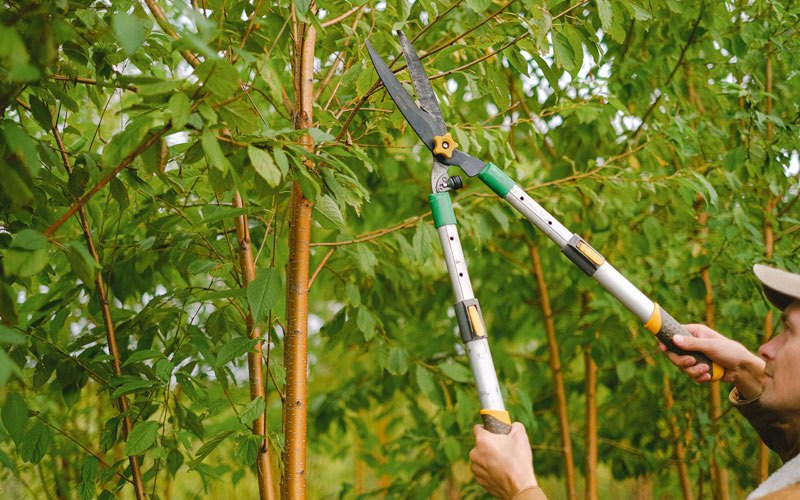 Tree trimming in Tannersville, VA
