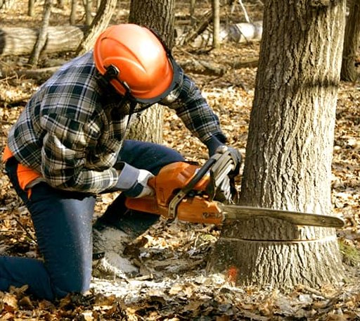 Tree Removal in Tannersville, VA